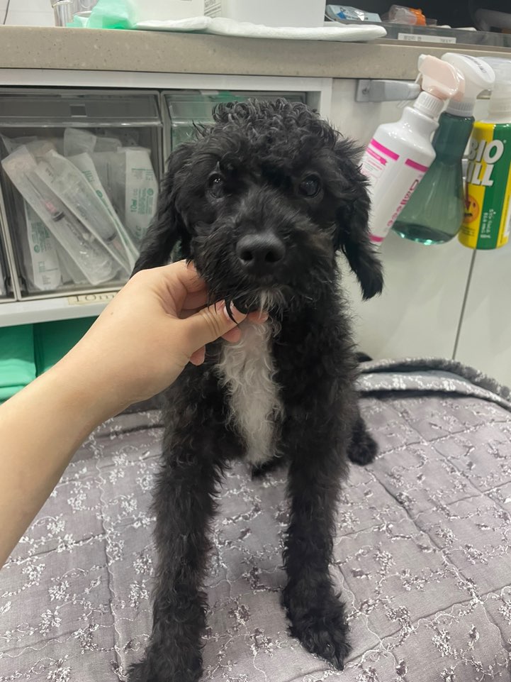 24시아이동물메디컬_441386202300921