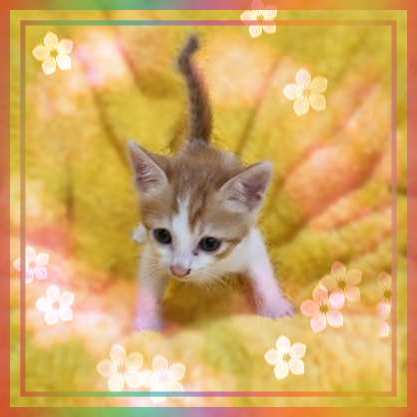 군산유기동물보호센터_445467202301365