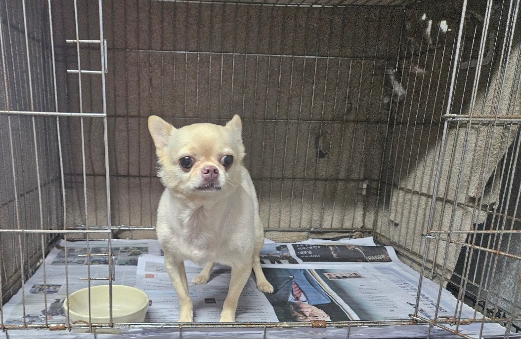 창원유기동물보호소_448567202300951
