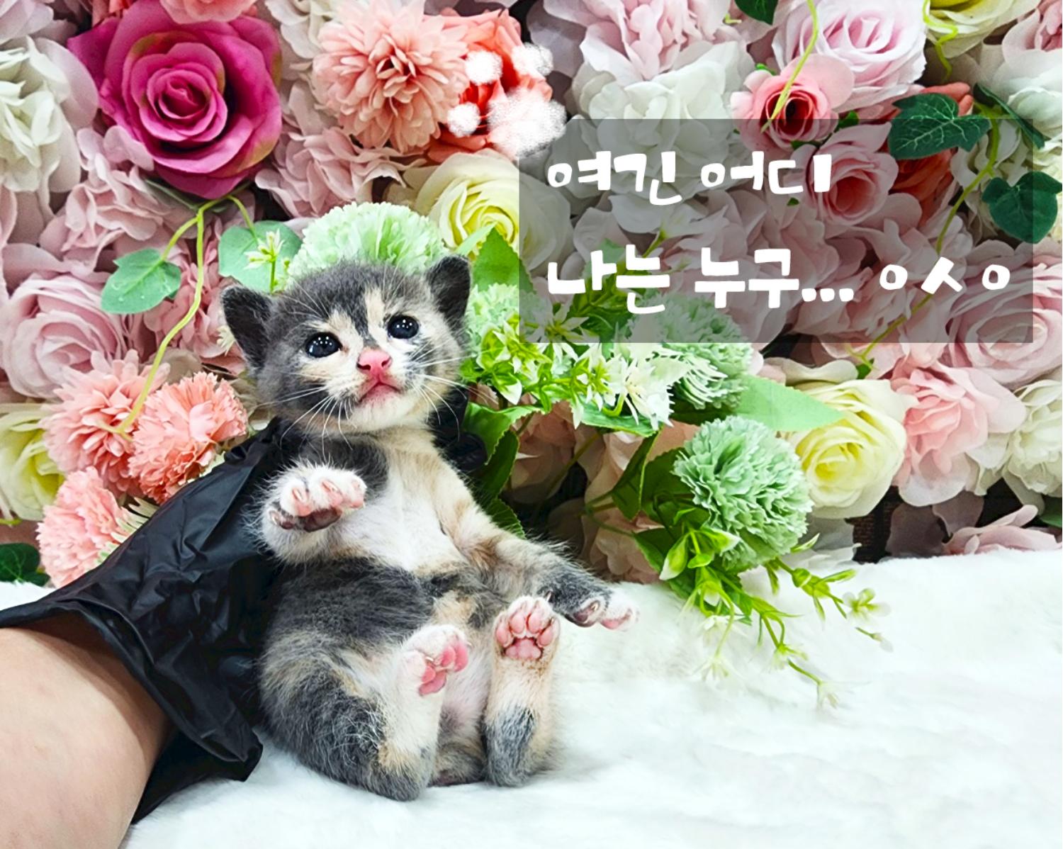 (사)영일동물플러스_447502202300775