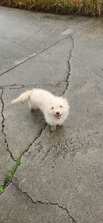 익산유기동물보호소_445468202301498