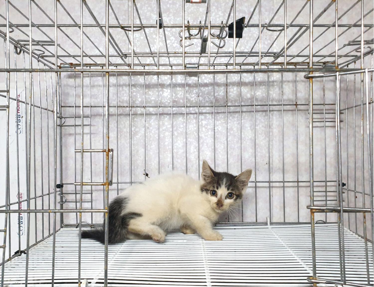 위더스 동물보호센터_441407202300588