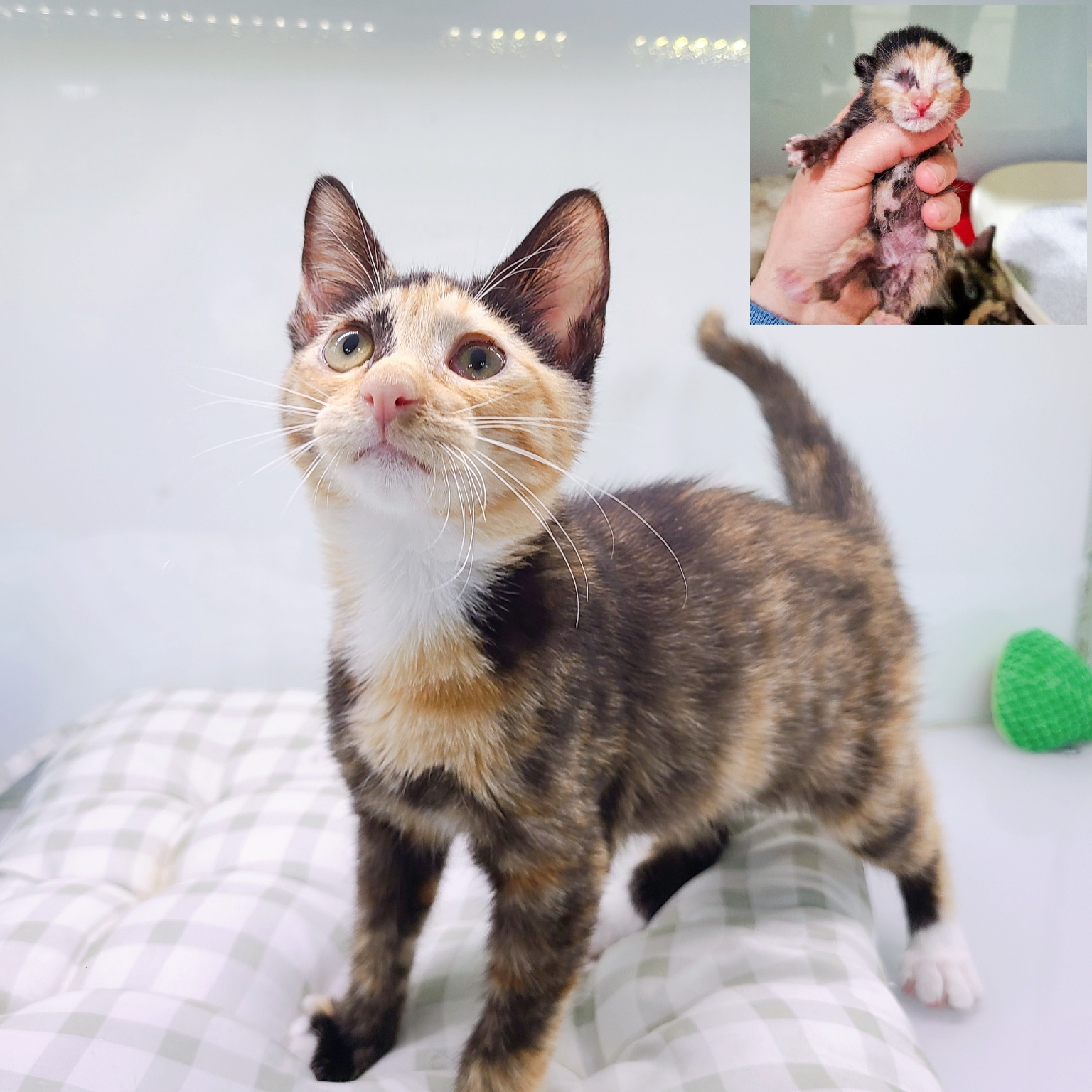 [고양이] 믹스묘 경기-부천-2023-00210 유기동물 배경 이미지 입니다.
