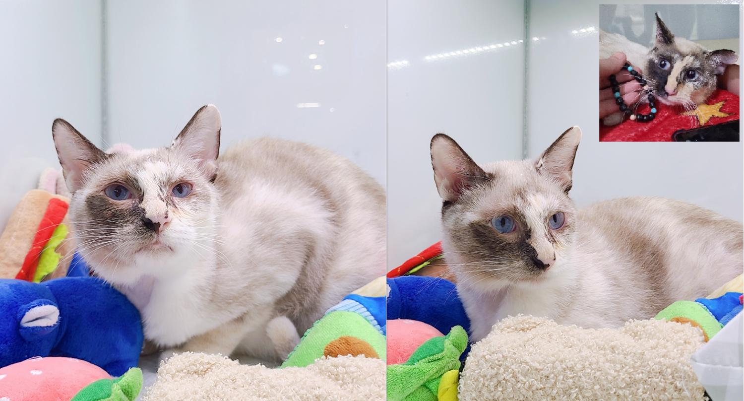 [고양이] 샴 경기-부천-2023-00206 유기동물 배경 이미지 입니다.