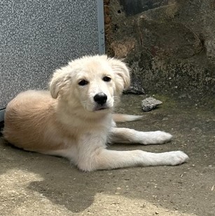 울산유기동물보호센터_431369202300528