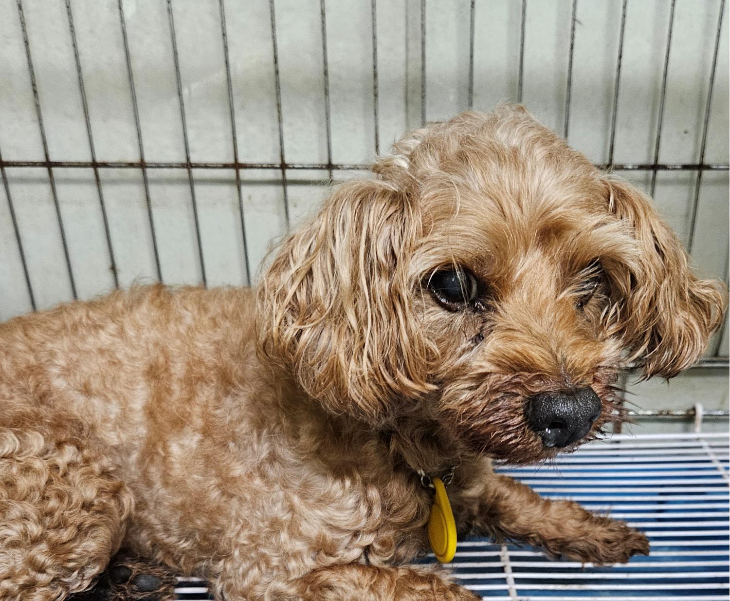 대구유기동물보호센터_427342202300479