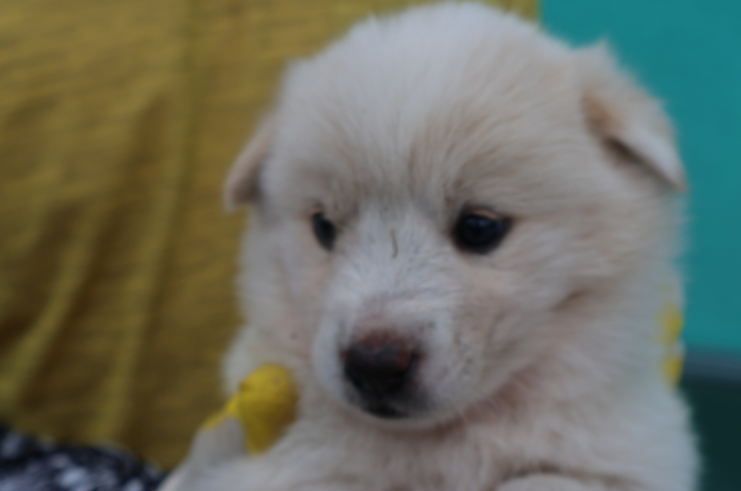 제주 동물보호센터_450650202302523