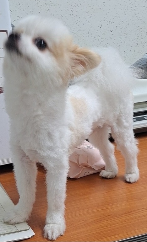 수원시 동물보호센터_441374202300772