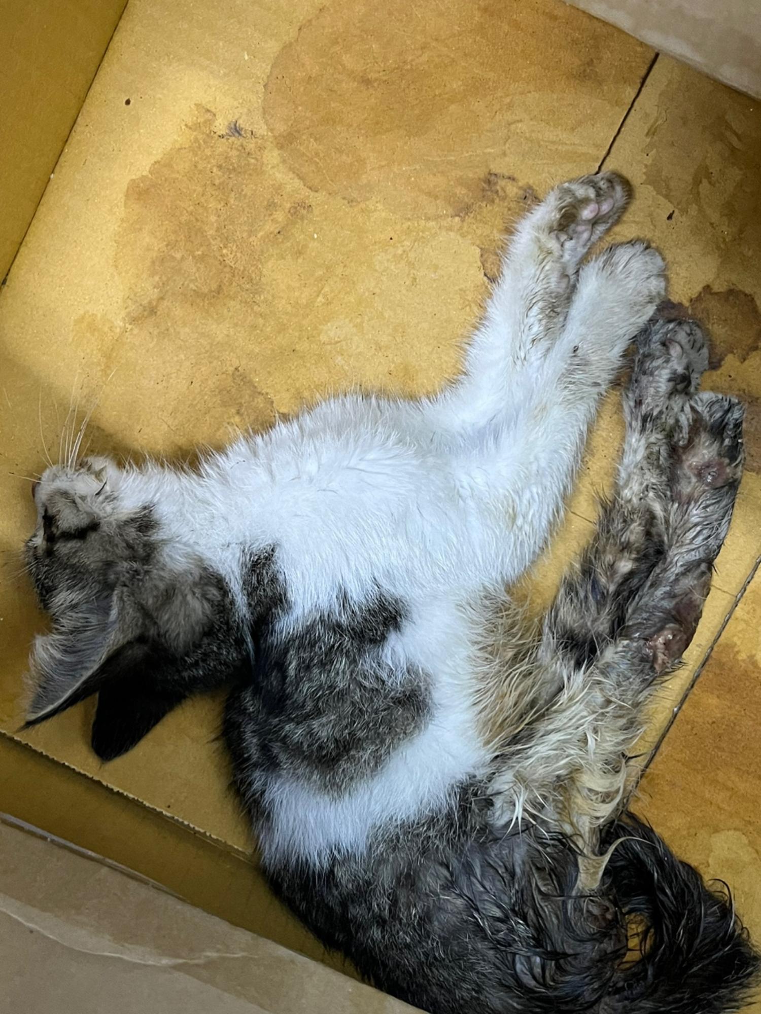 대구시수의사회(동인)_427341202300336