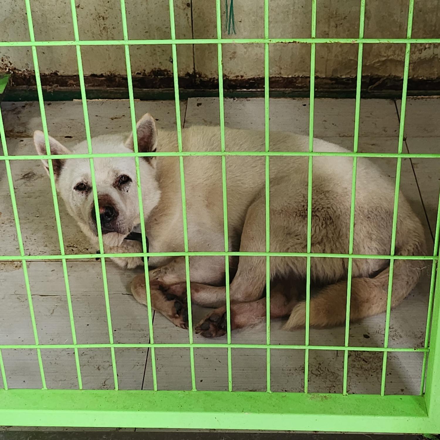 울산유기동물보호센터_431373202300786