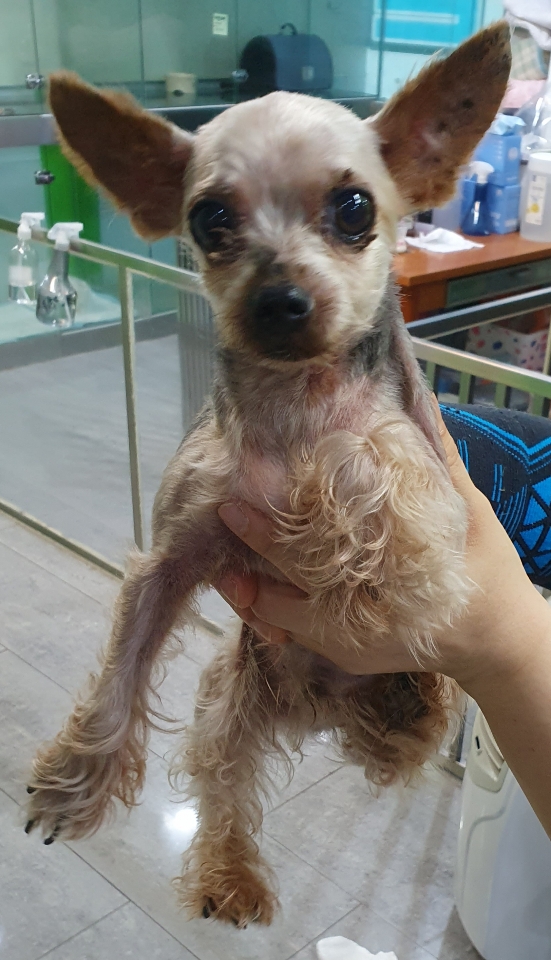 펫앤쉘터동물병원_441378202301336