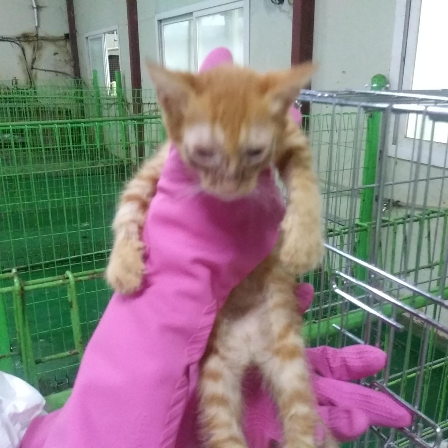 인천광역시수의사회_428351202300597