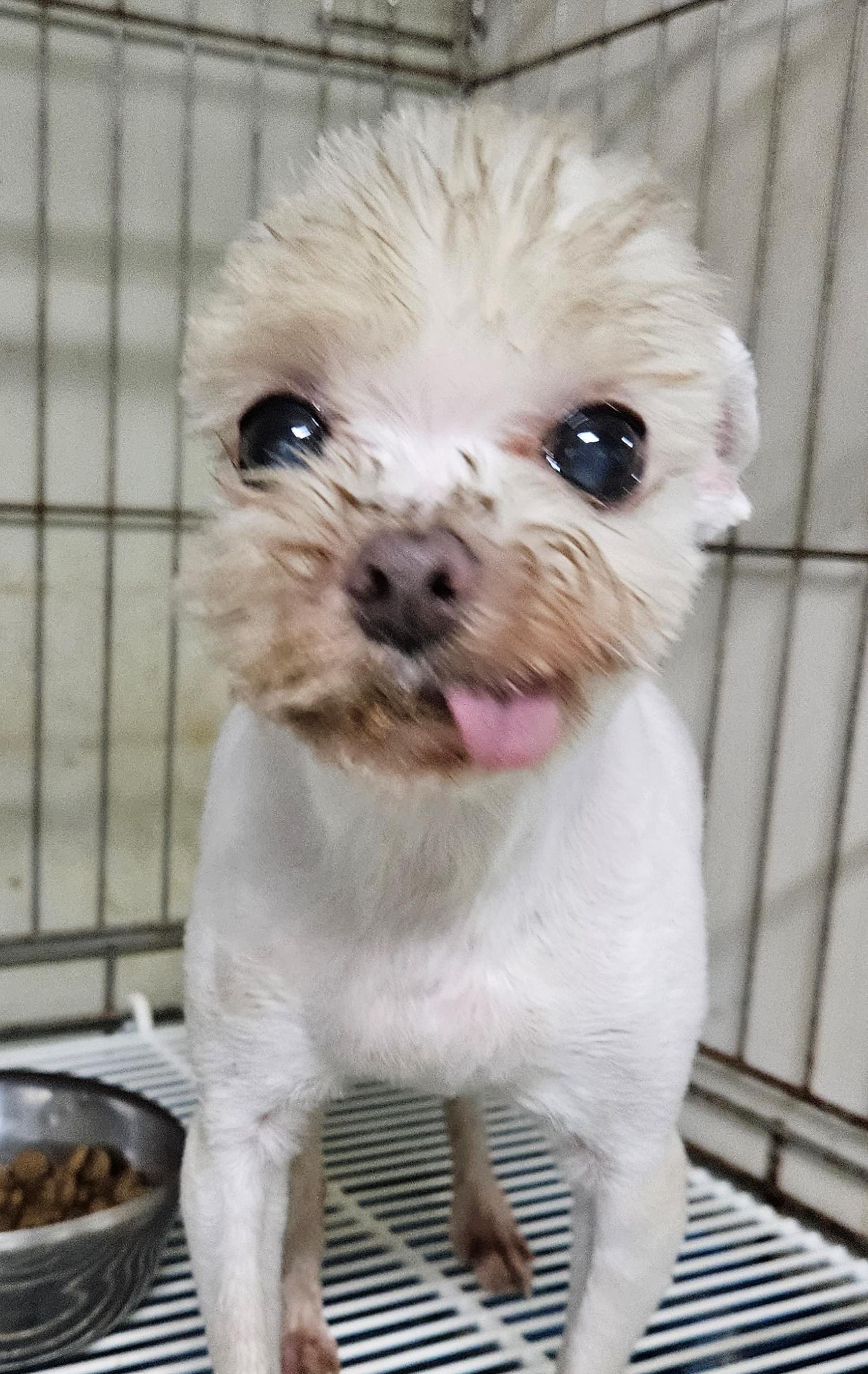 대구유기동물보호협회_427347202300684