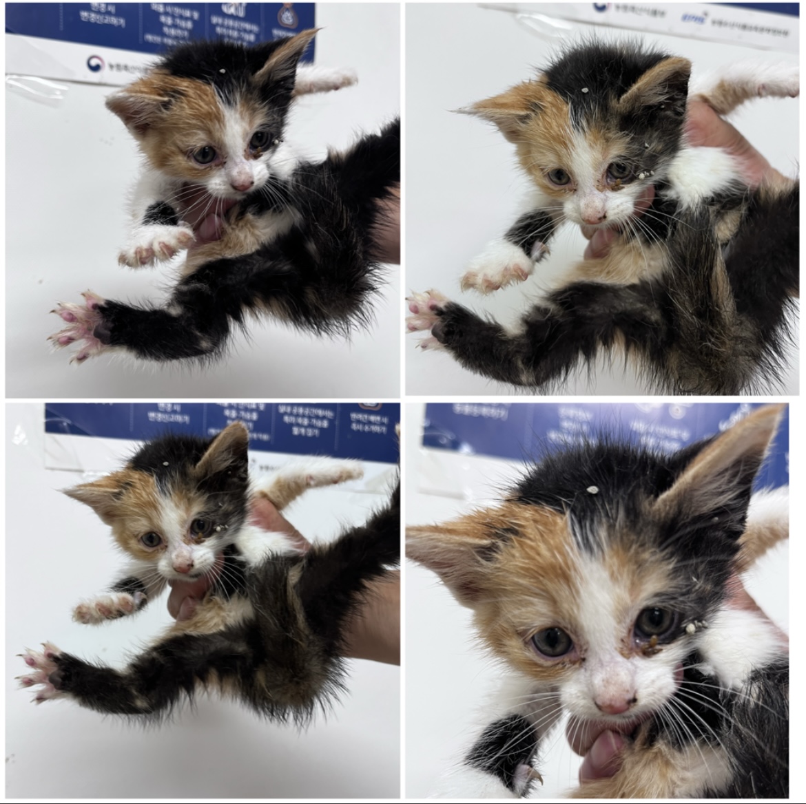 천안시유기동물보호소_444449202301657