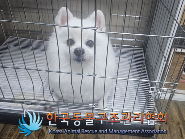 종료(반환) 스피츠…