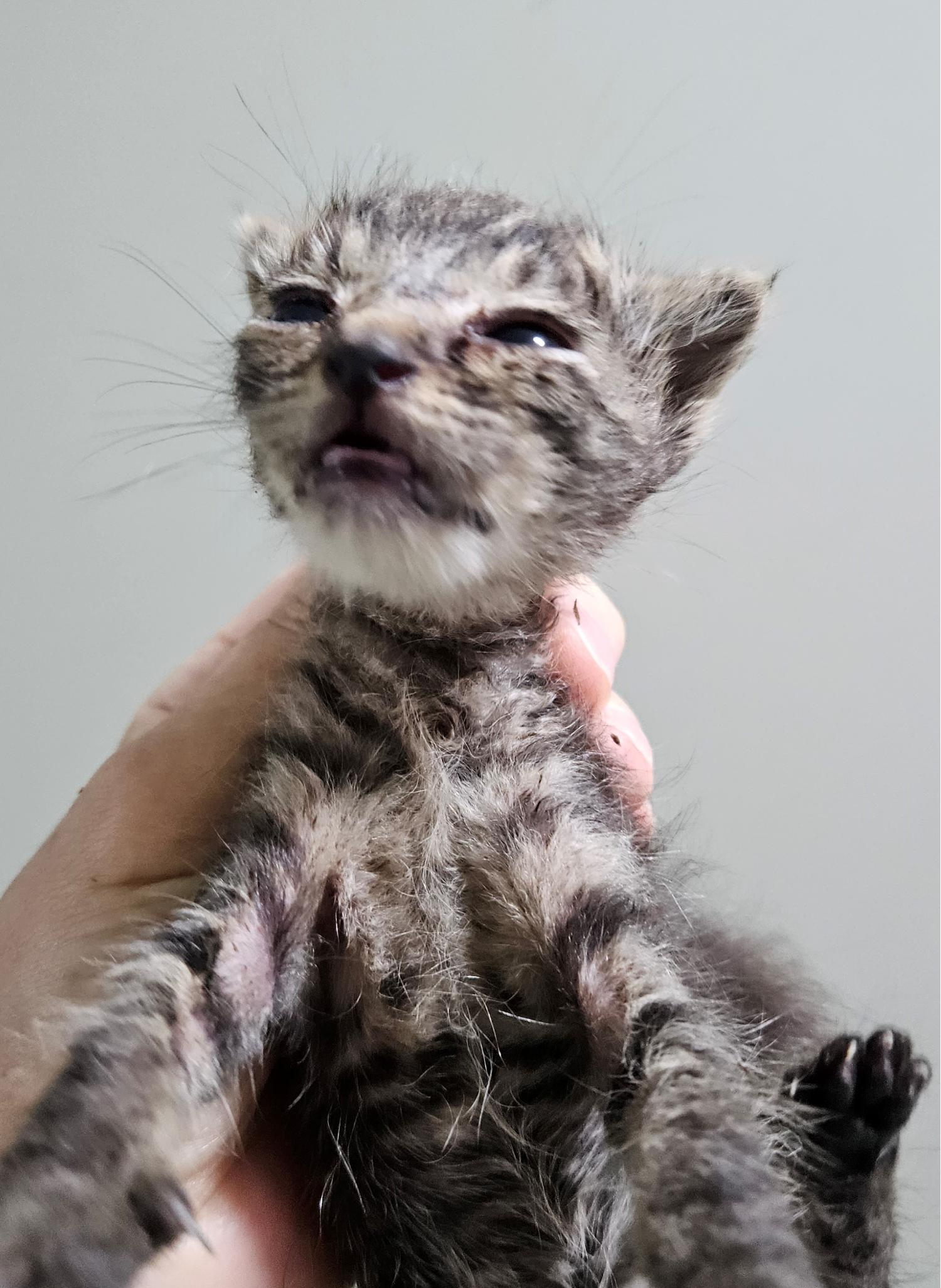 대구유기동물보호협회_427347202300685