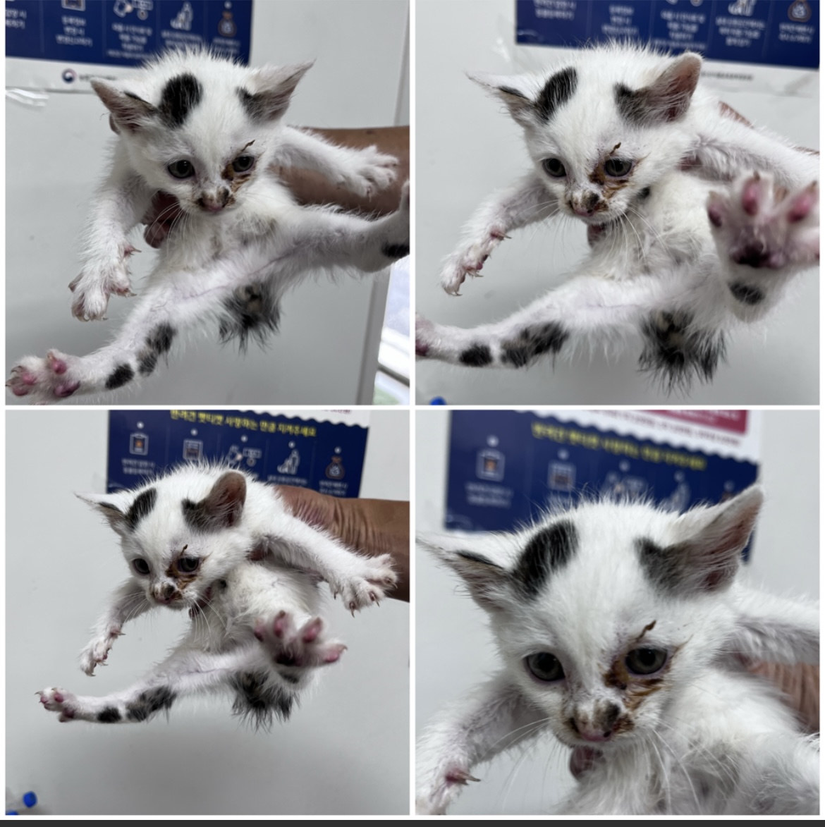 천안시유기동물보호소_444449202301659