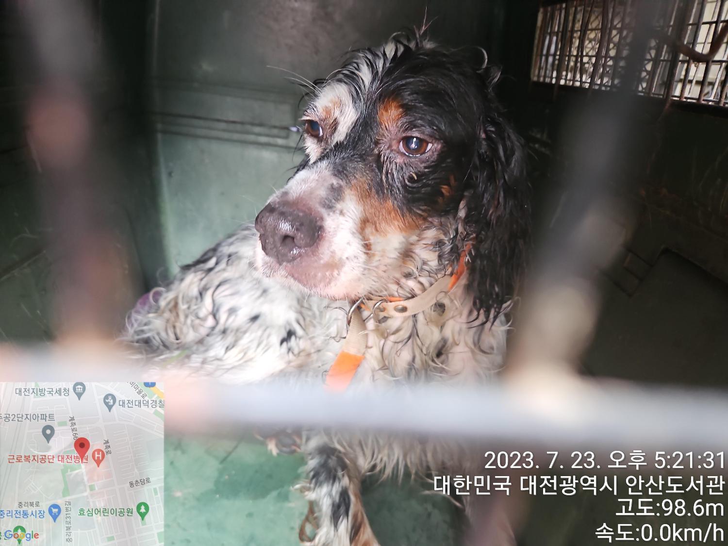 대전동물보호센터_430368202300373