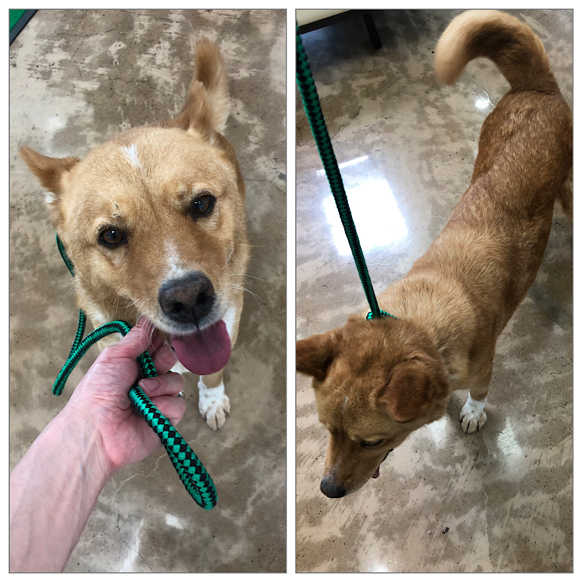 경주동물사랑보호센터_447505202300741
