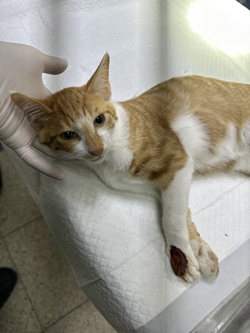 반려동물보호센터_443571202301902