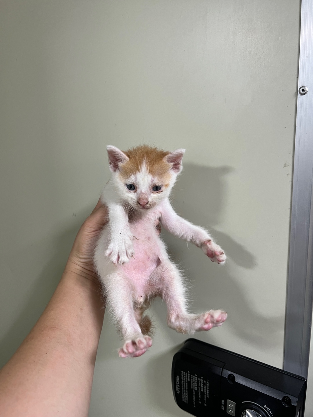 부산동물보호센터_426332202300398