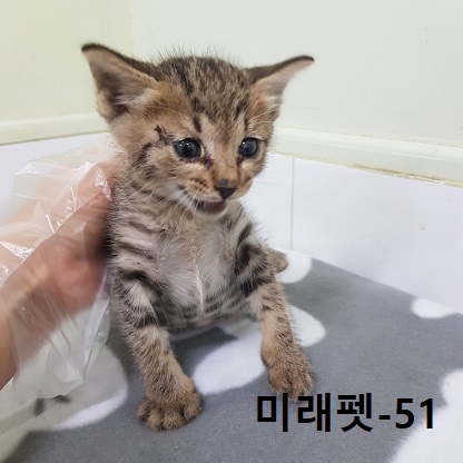 미래펫동물병원_431370202300707