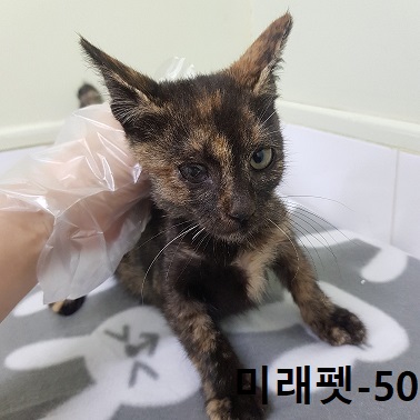 미래펫동물병원_431370202300706