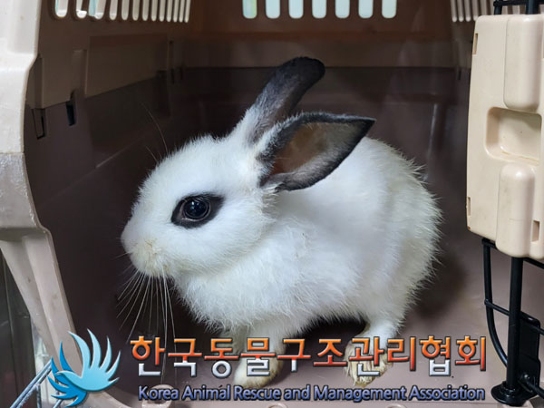한국동물구조관리협회_411306202300495