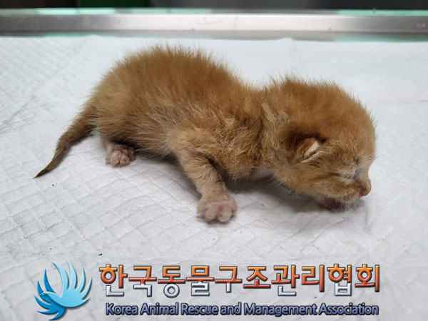 한국동물구조관리협회_411315202300483