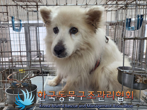한국동물구조관리협회_441560202300928
