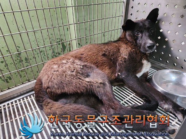한국동물구조관리협회_441409202301179