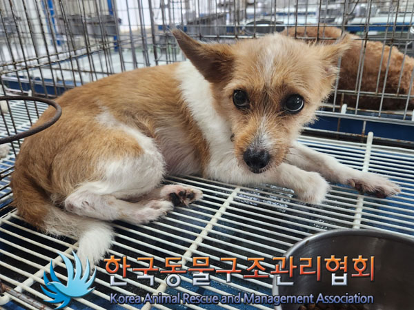 한국동물구조관리협회_411304202300474