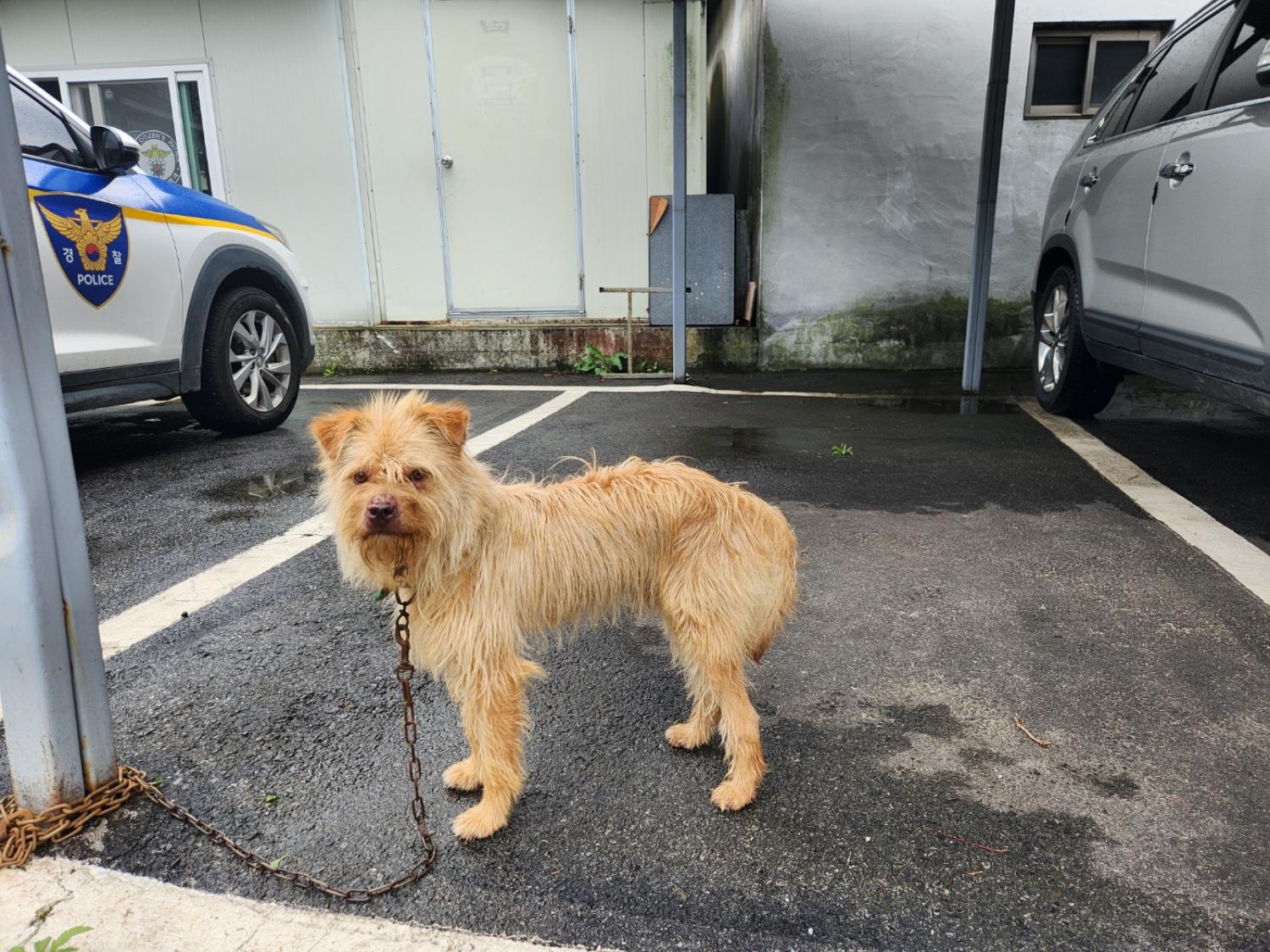 칠곡유기동물보호센터_447522202300154
