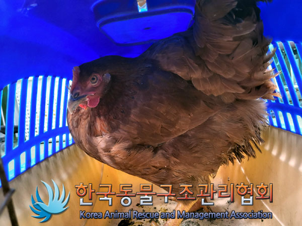 한국동물구조관리협회_411300202300306