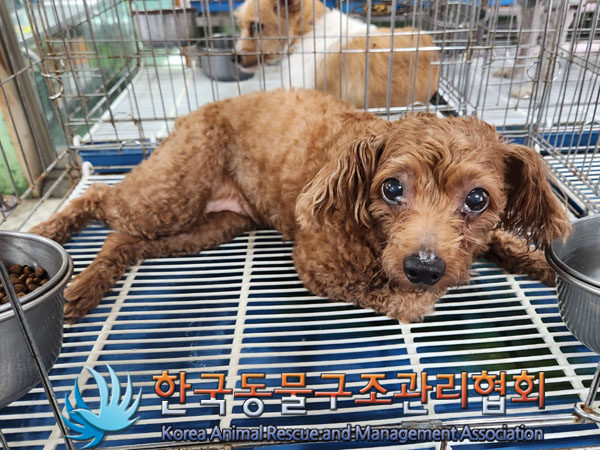 한국동물구조관리협회_411311202300616