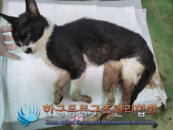 한국동물구조관리협회_411309202300292