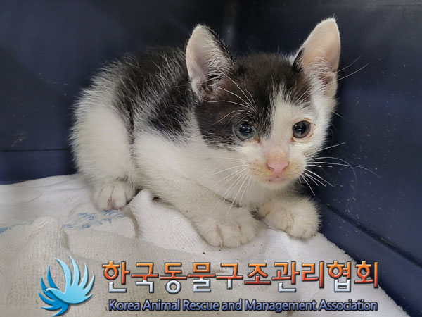 한국동물구조관리협회_411306202300498