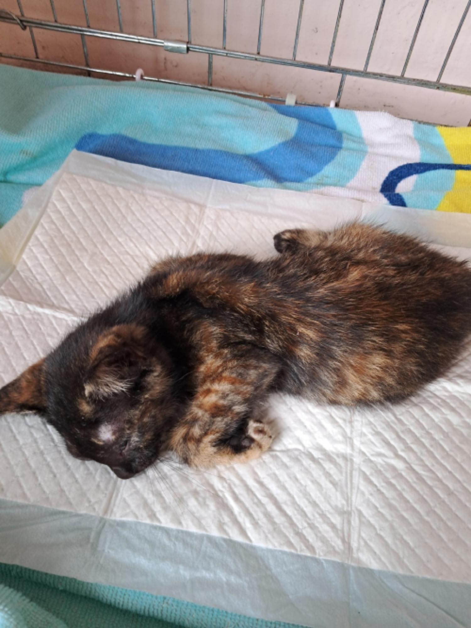 유기동물및관리협회_448535202301092