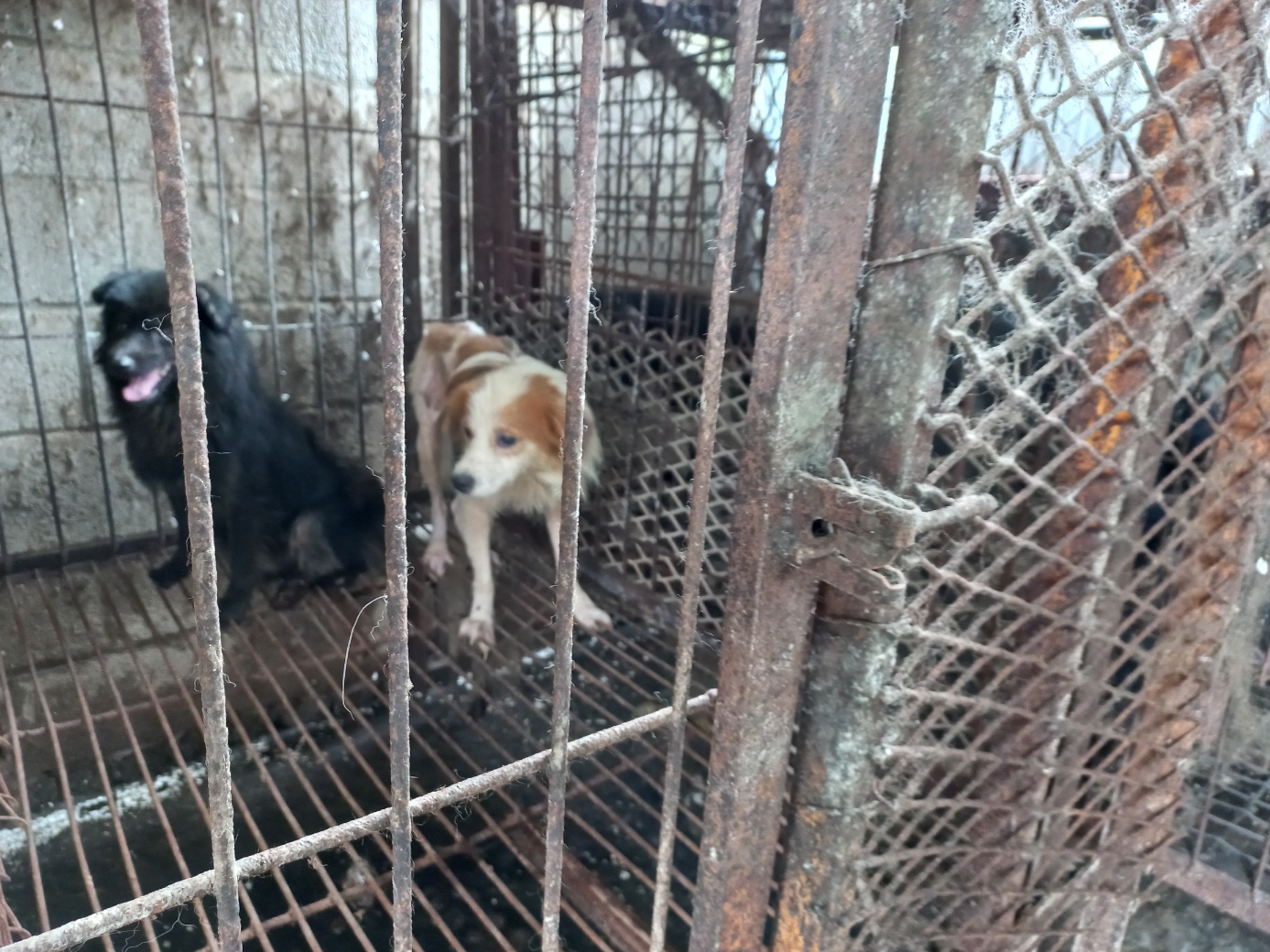 완주군유기동물보호소_445472202300289