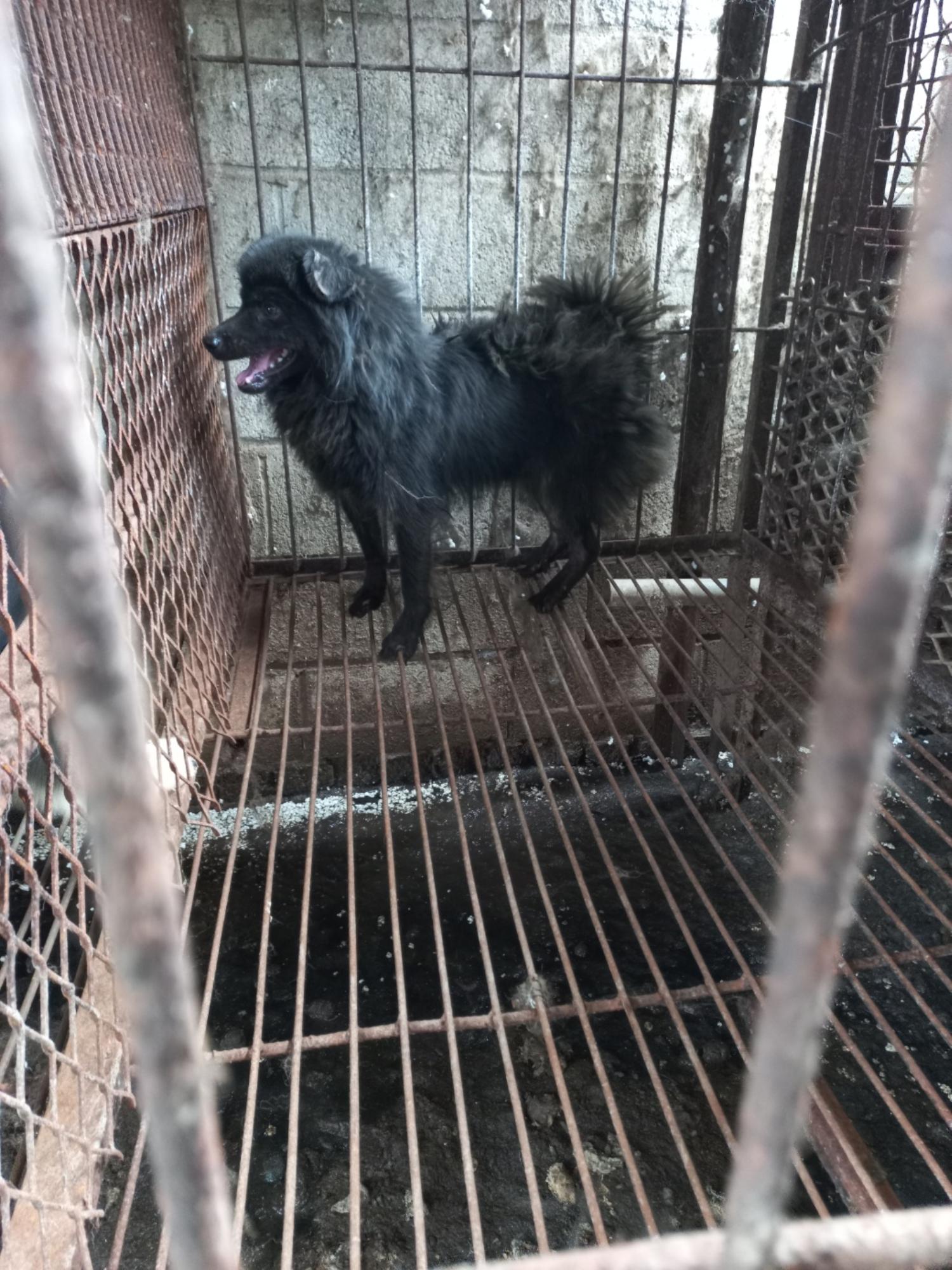보호중 믹스견의 가…