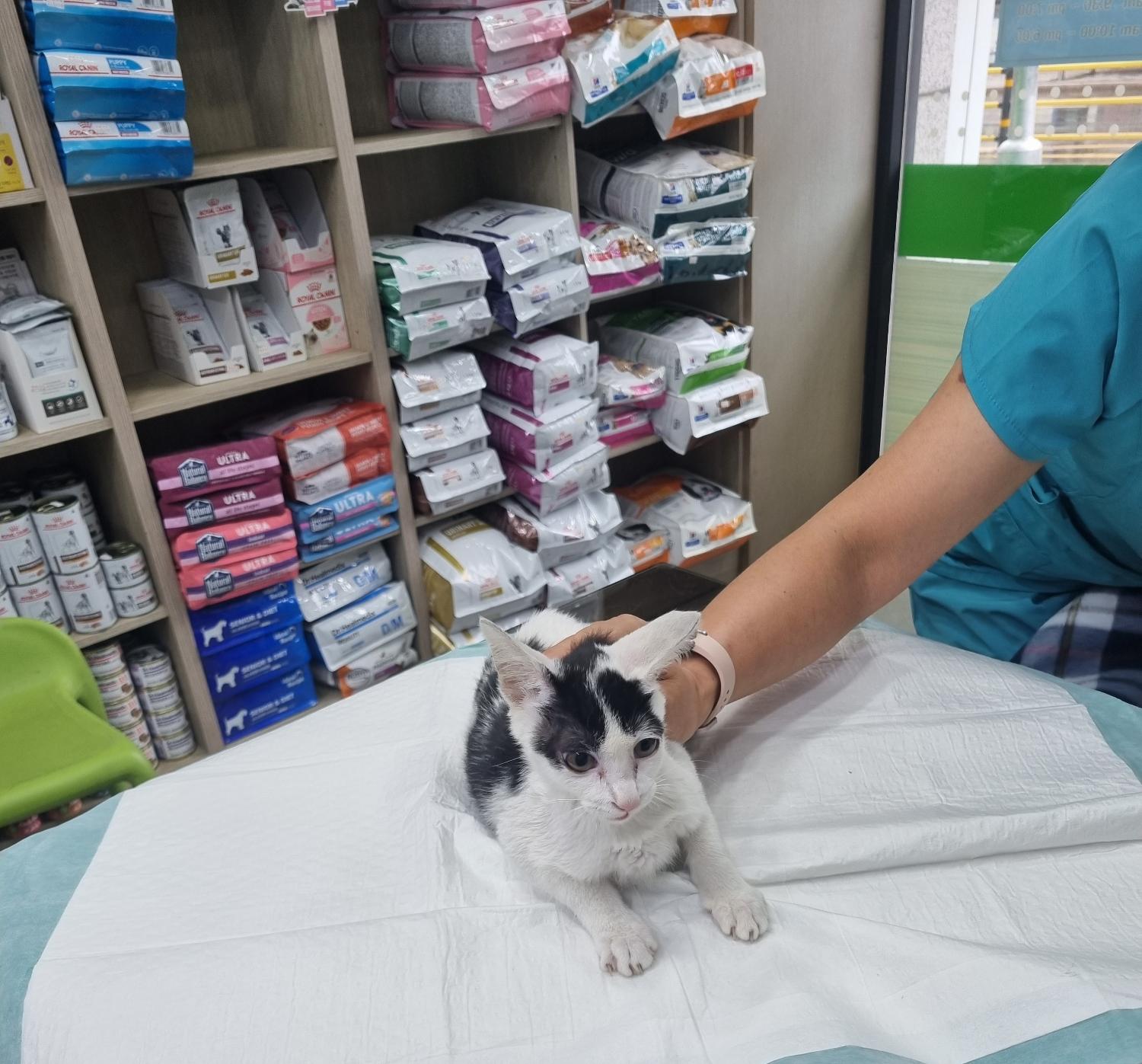 세림동물병원_428354202301035