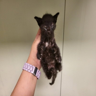 종료(자연사) 한국…