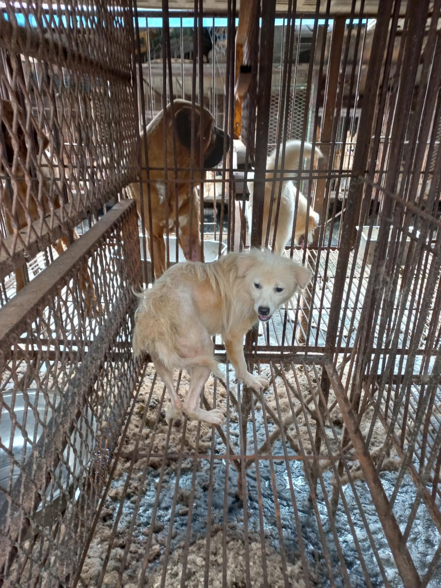 완주군유기동물보호소_445472202300293