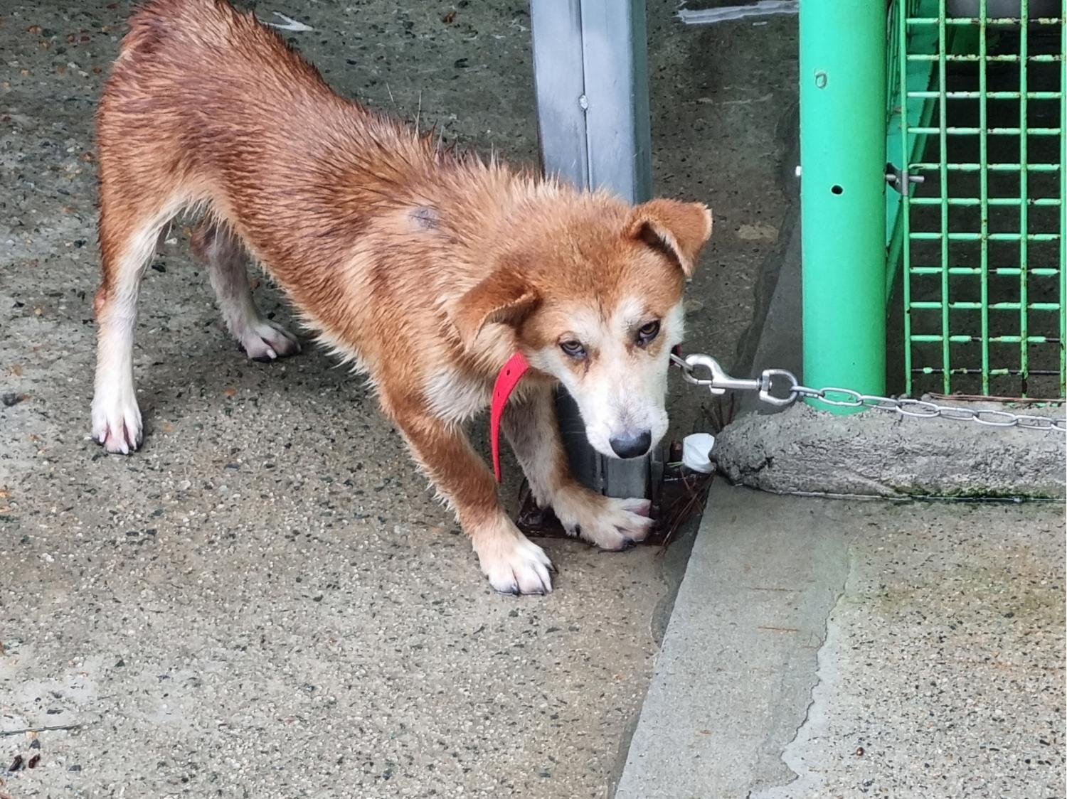 양산시 동물보호센터_448538202300431