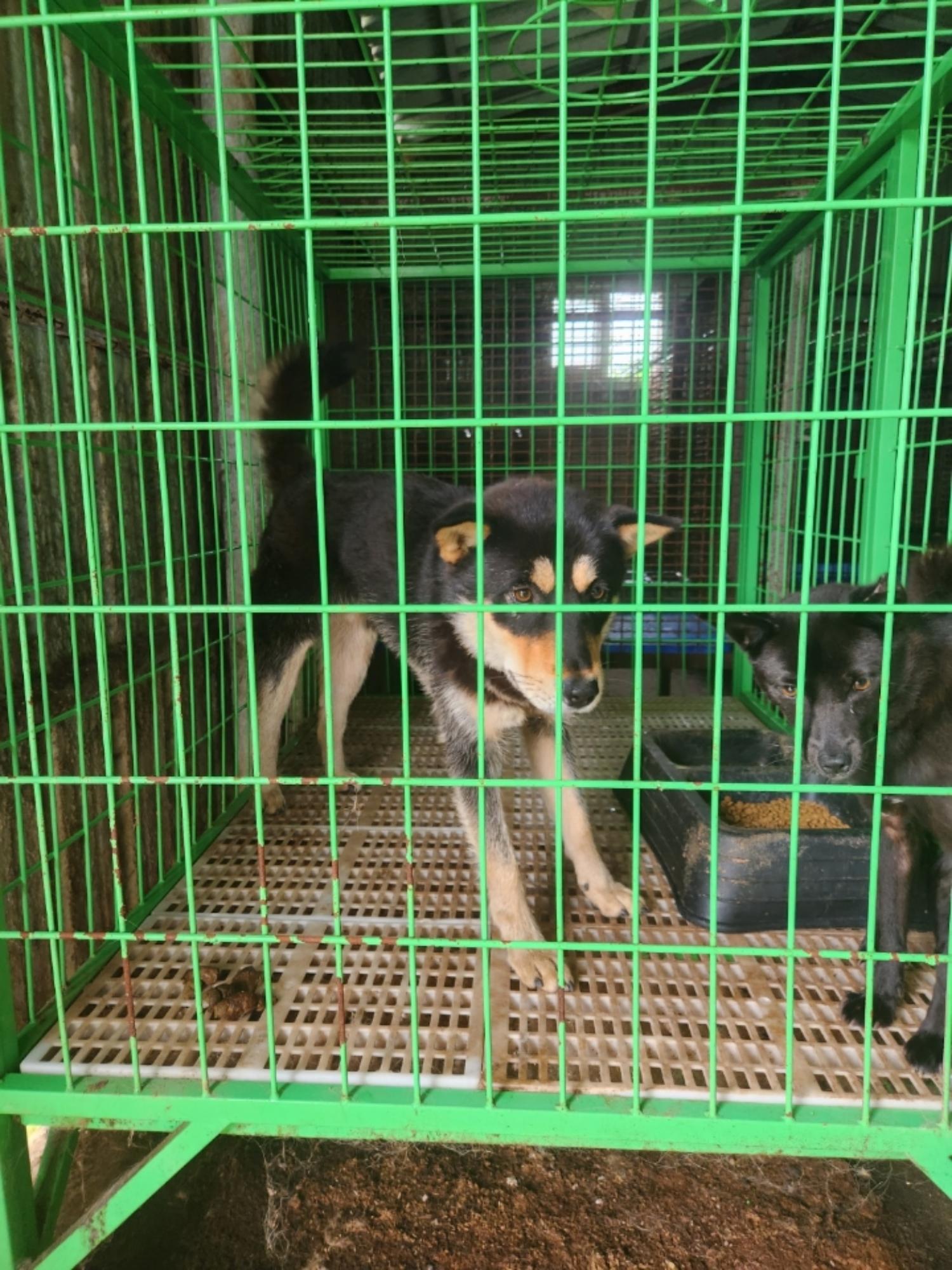 남해군유기동물보호소_448543202300206