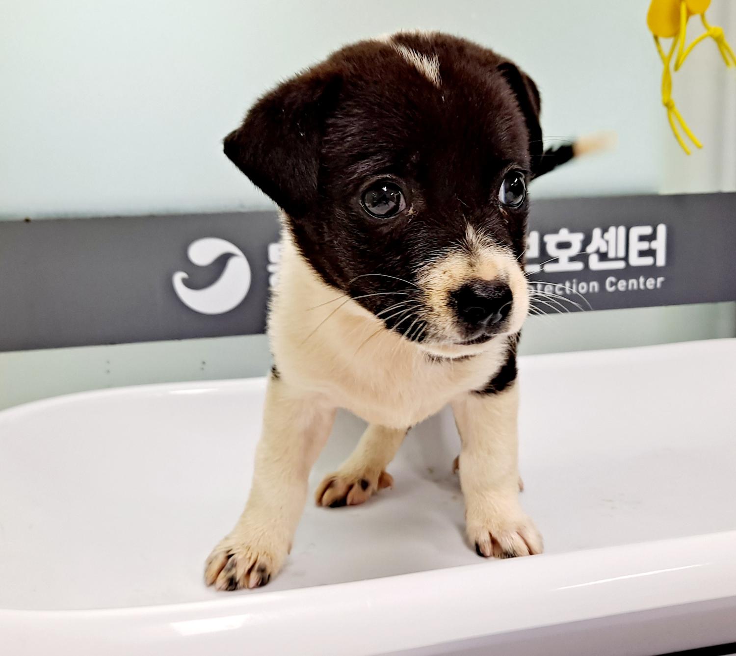 통영시동물보호센터_448533202300392