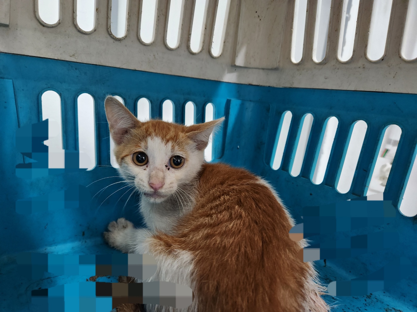 광주TNR동물병원송정_441554202301217