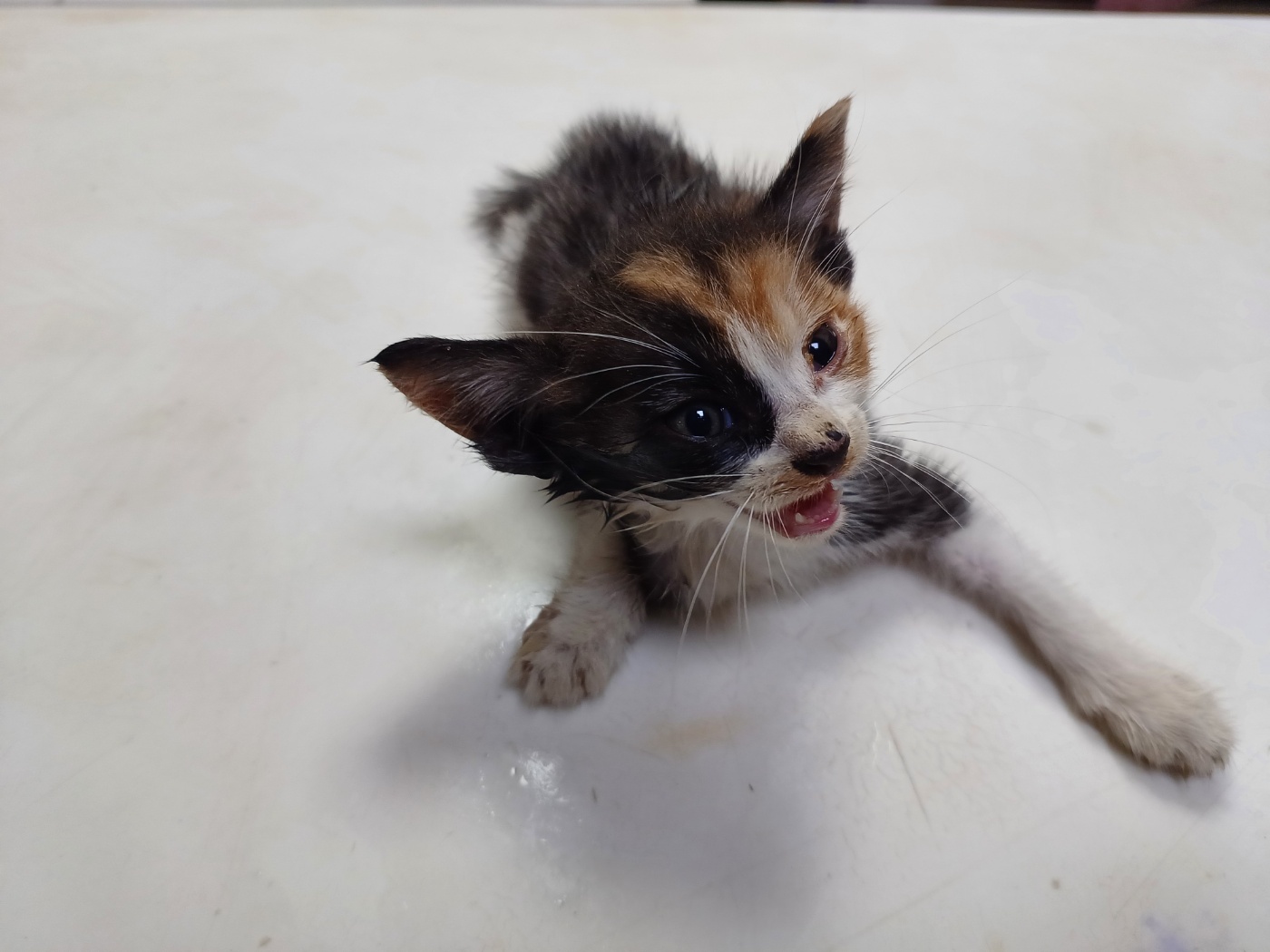 행복한동물병원_445464202302600