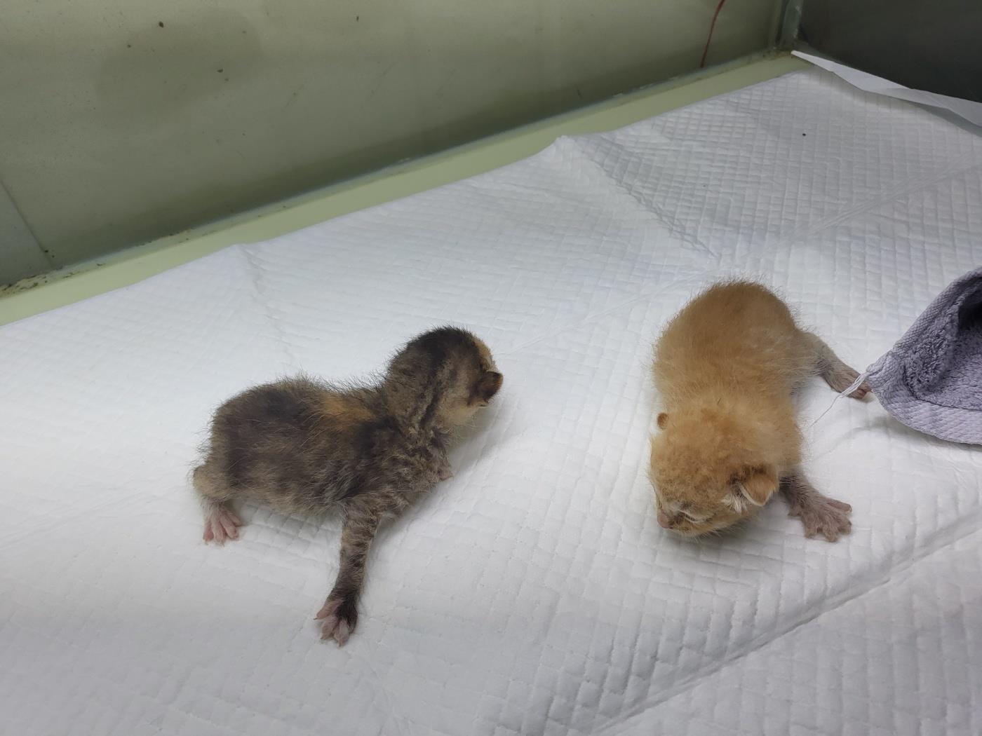 (사)하얀비둘기_426334202300532