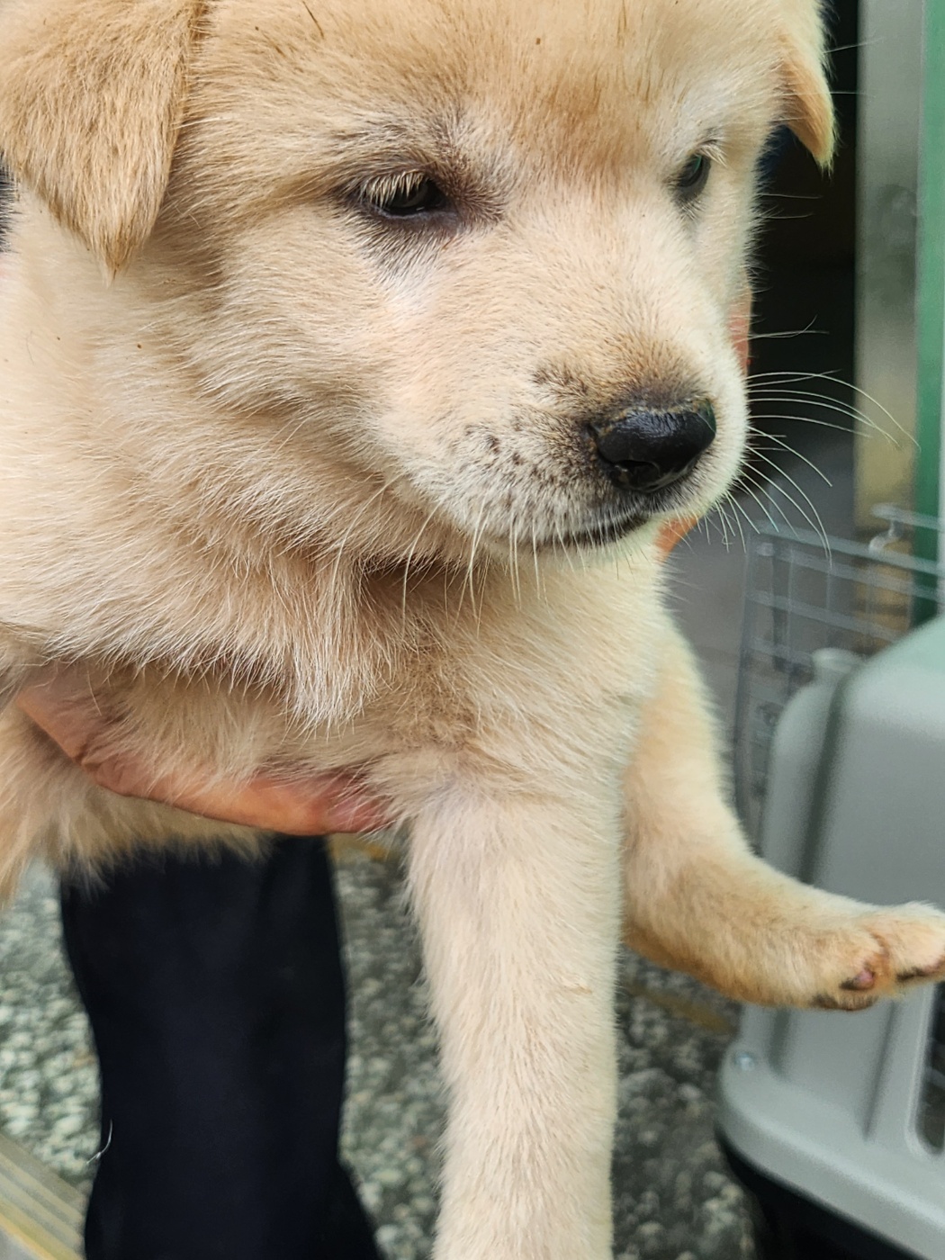 예산동물보호센터_444461202300481